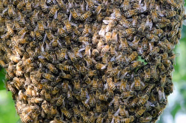 Svärm av honungsbin — Stockfoto