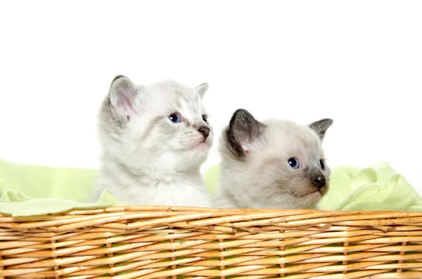 Dos gatitos en una cesta —  Fotos de Stock