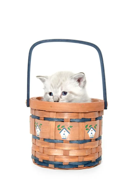 Lindo gatito en un cesta — Foto de Stock