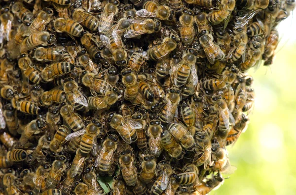 Roj včel — Stock fotografie