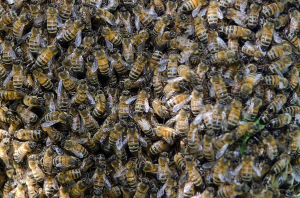 Mézelő méhek raja — Stock Fotó