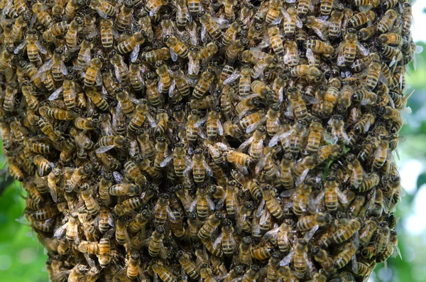Enjambre de abejas de miel — Foto de Stock