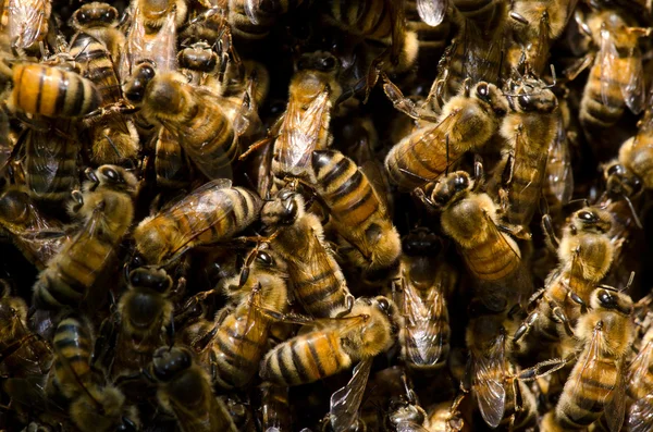 Mézelő méhek raja — Stock Fotó