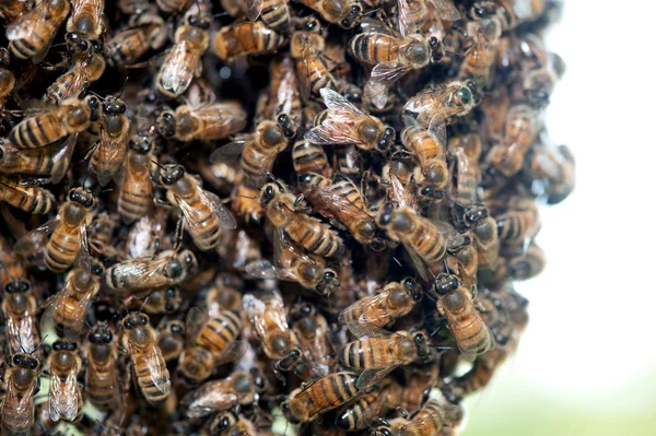 Roj včel — Stock fotografie