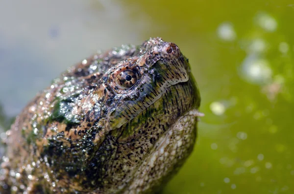 Ortak yapışma kaplumbağa — Stok fotoğraf