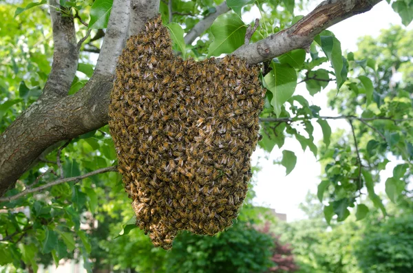 Essaim d'abeilles dans un arbre — Photo