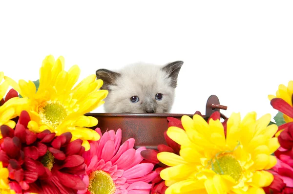 Cute baby kitten — Stock Photo, Image