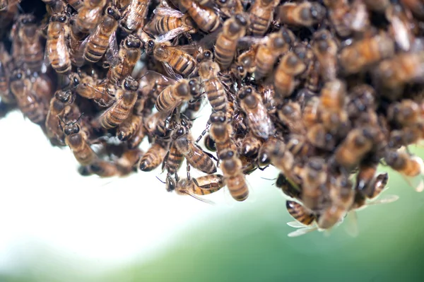 Enxame de abelhas — Fotografia de Stock