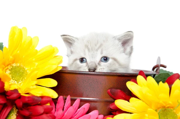 Roztomilé miminko kotě — Stock fotografie