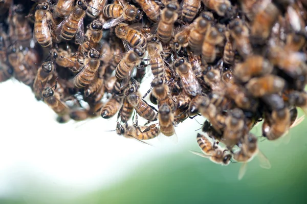 Enjambre de abejas de miel —  Fotos de Stock