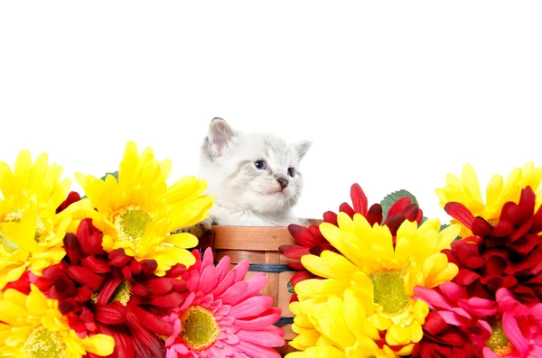 Carino gattino bambino — Foto Stock