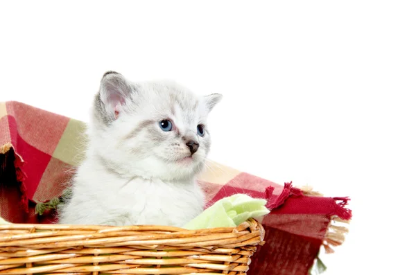 Carino gattino in un cesto — Foto Stock
