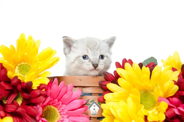 Søt kattunge – stockfoto
