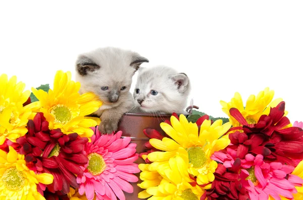 Şirin Bebek kedi yavrusu — Stok fotoğraf