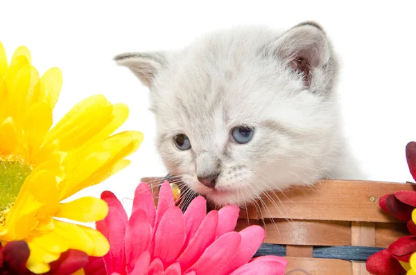 Lindo gatito bebé — Foto de Stock