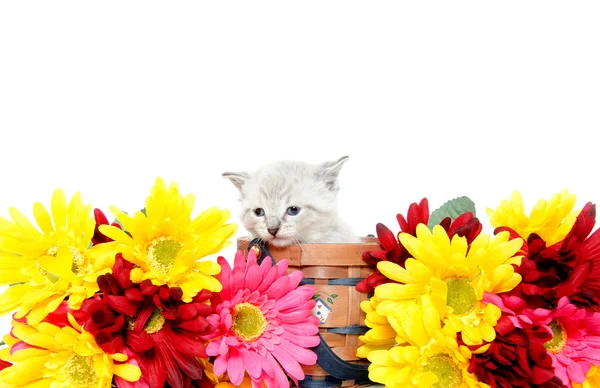 Aranyos baba cica — Stock Fotó