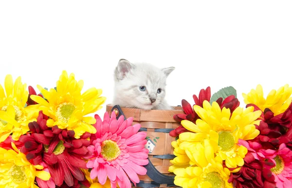 Şirin Bebek kedi yavrusu — Stok fotoğraf