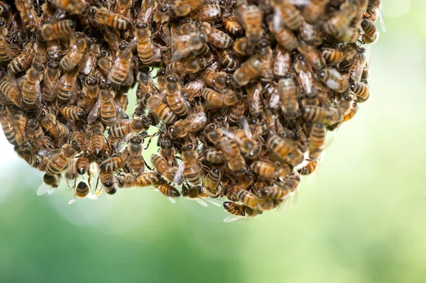 Chaleur d'abeilles mellifères — Photo