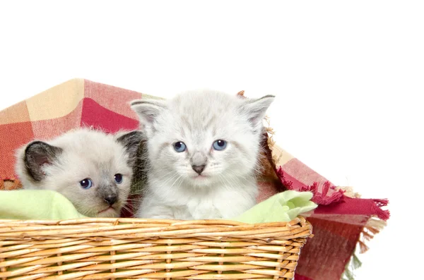 Дві кошенята в кошику — стокове фото