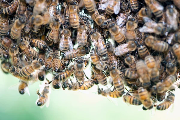 大群蜜蜂 — 图库照片