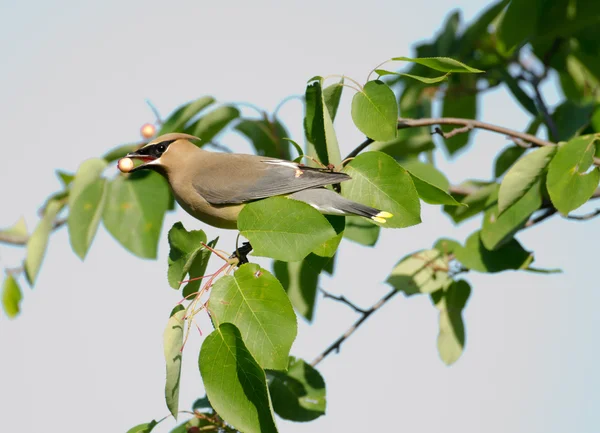 stock image Cedar waxwing