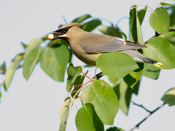 stock image Cedar waxwing