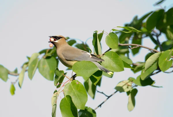 stock image Cedar waxwing