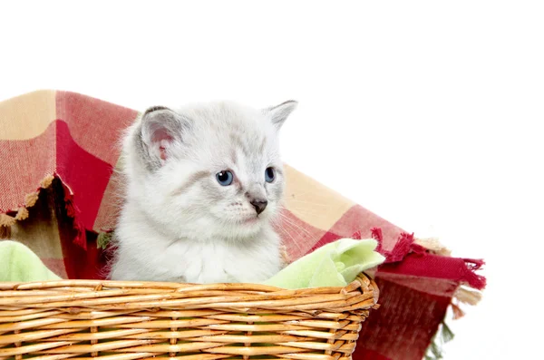 Carino gattino in un cesto — Foto Stock