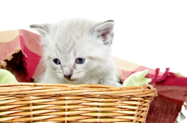 Gatinho bonito em uma cesta — Fotografia de Stock