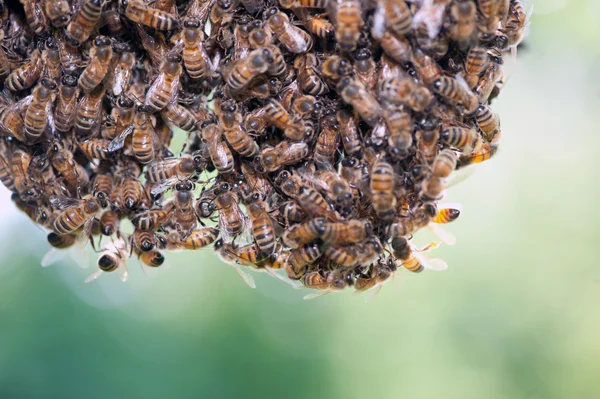 Enjambre de abejas de miel —  Fotos de Stock