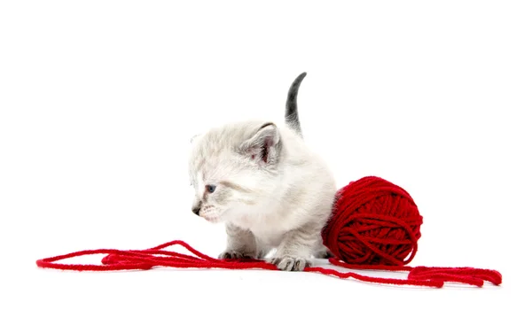 Gatinho bonito e fios vermelhos — Fotografia de Stock