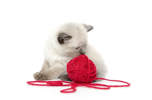 Sevimli kedicik ve kırmızı iplik — Stok fotoğraf