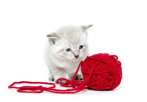 Милий кошеня і червона пряжа — стокове фото