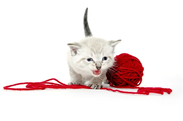 Söt kattunge och rött garn — Stockfoto