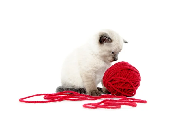 Cute kitten and red yarn — Stock Photo, Image