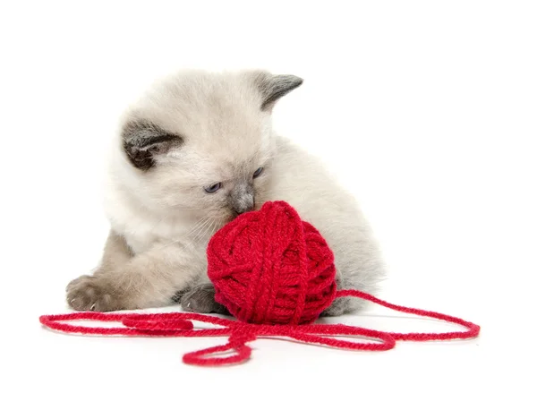 Cute kitten and red yarn — Stock Photo, Image