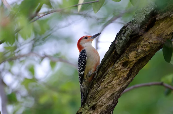 stock image Red-bellied woodpecker