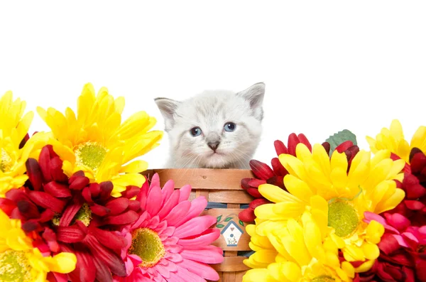 かわいい赤ちゃん子猫 — ストック写真
