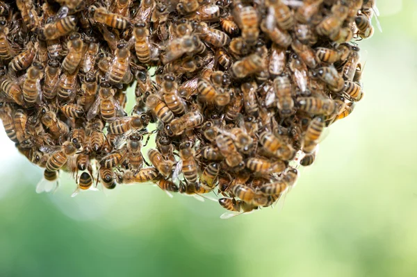 蜂蜜の蜂の群れ — ストック写真