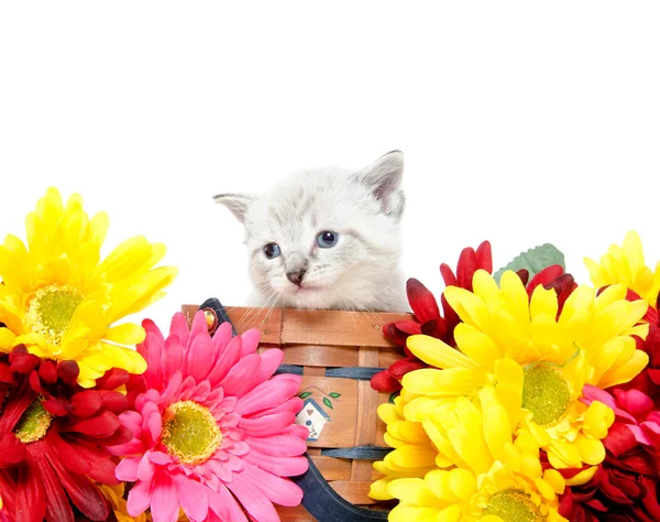 Cute baby kitten — Stock Photo, Image