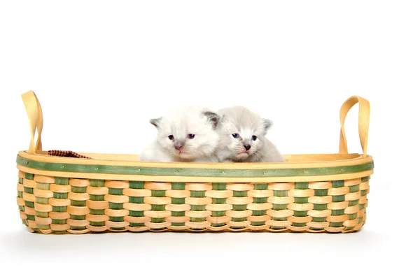 Due simpatici gattini all'interno di un cesto — Foto Stock