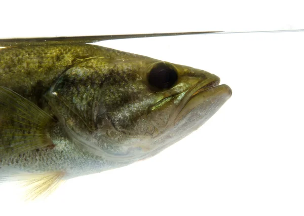 Largemouth bass in the water — Stock Photo, Image