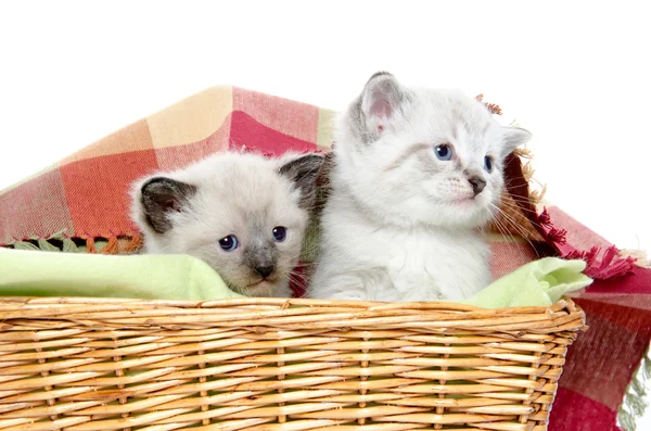 Dois gatinhos em uma cesta — Fotografia de Stock