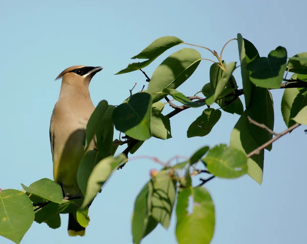 stock image Cedar waxwing