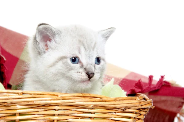 Gatinho bonito em uma cesta — Fotografia de Stock