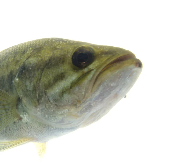 stock image Largemouth bass in the water