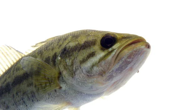 Largemouth bass di dalam air — Stok Foto
