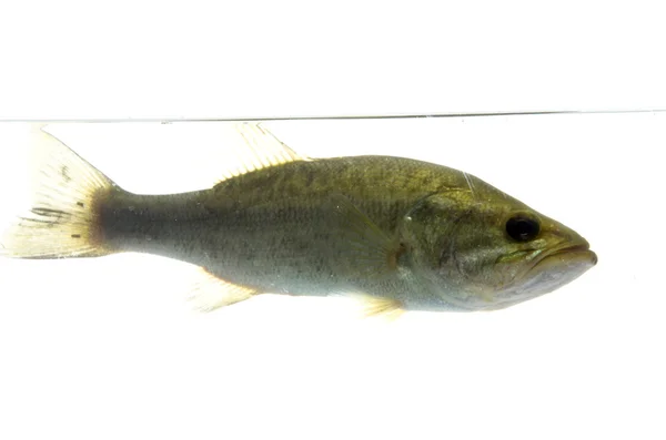 Largemouth basszus, a vízben — Stock Fotó