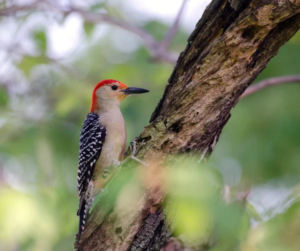 stock image Red-bellied woodpecker