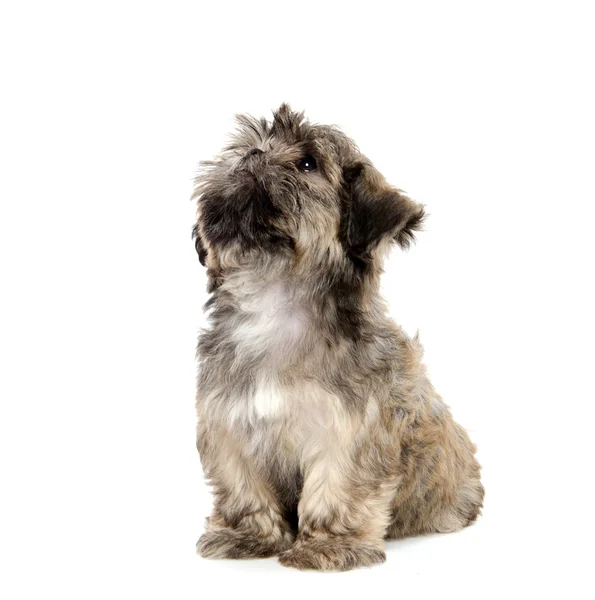 Cãozinho Shih Tzu — Fotografia de Stock